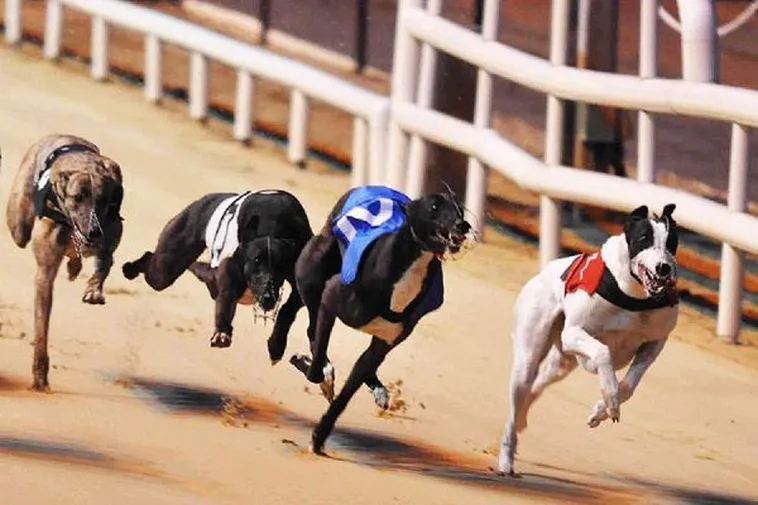 Hướng Dẫn Chơi Game Nhanh Đua Chó Tại SODO Thắng Lớn Nhanh 2 Hướng Dẫn Chơi Game Nhanh Đua Chó Tại SODO Thắng Lớn Nhanh