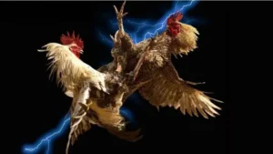 Hướng Dẫn Cách Chơi Đá Gà WS168 Tại SODO Dễ Dàng Nhất